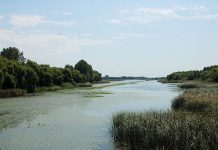Kis-Balaton