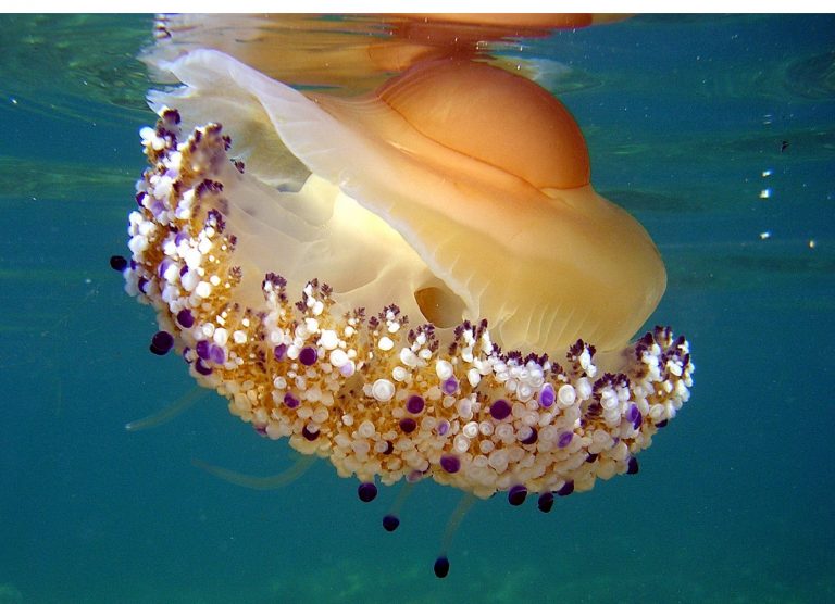 Szemölcsös medúza