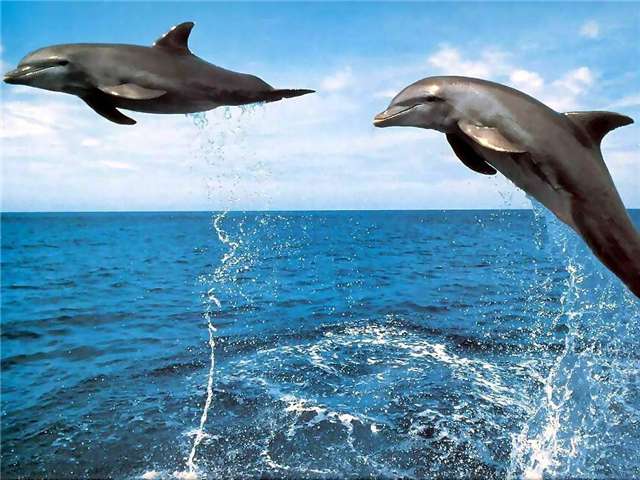 Delfinek az Adrián