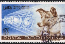 Lajka néhány órával az indítás után hőgutában és stressz okozta szívelégtelenségben halt meg