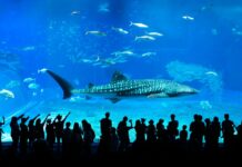 A cápák rákkal szembeni ellenállása