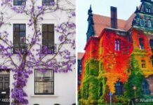 14 ház, amiből a növények varázsoltak mesébe illő látványt